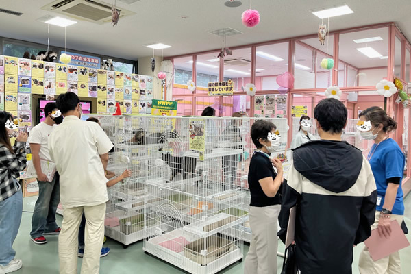 保護猫の譲渡会の様子