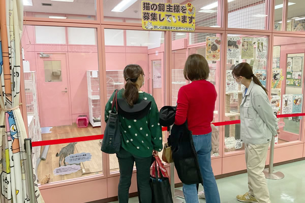 保護猫の譲渡会の様子