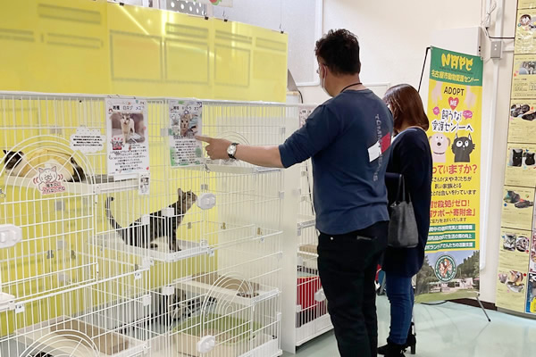 保護猫の譲渡会の様子