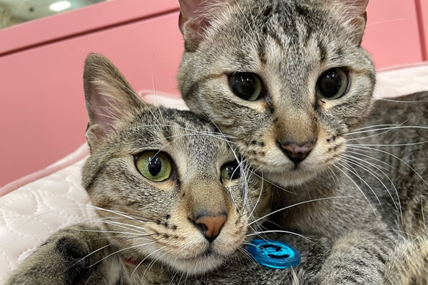 保護猫の譲渡会の様子