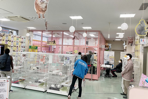 保護猫の譲渡会の様子