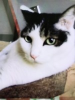 飼主を探しているペットの情報を掲載しました