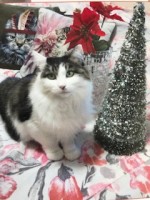 飼主を探しているペットの情報を掲載しました