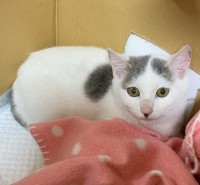 飼主を探しているペットの情報を掲載しました