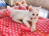 飼主を探しているペットの情報を掲載しました