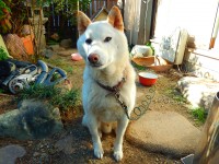 飼主を探しているペットの情報を掲載しました