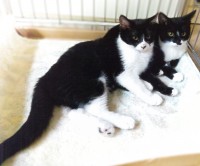 飼主を探しているペットの情報を掲載しました