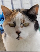 飼主を探しているペットの情報を掲載しました