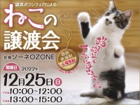 譲渡ボランティアによる「猫の譲渡会」開催！