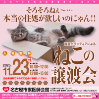 譲渡ボランティアによる「猫の譲渡会」開催！