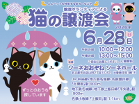 譲渡ボランティアによる猫の譲渡会開催！